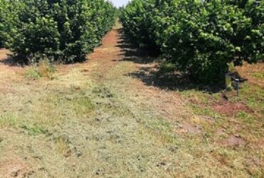Prodajem zasad lesnika Subotica-Backi Vinogradi