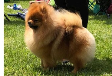 Pomeranac mužjak, spreman za parenje