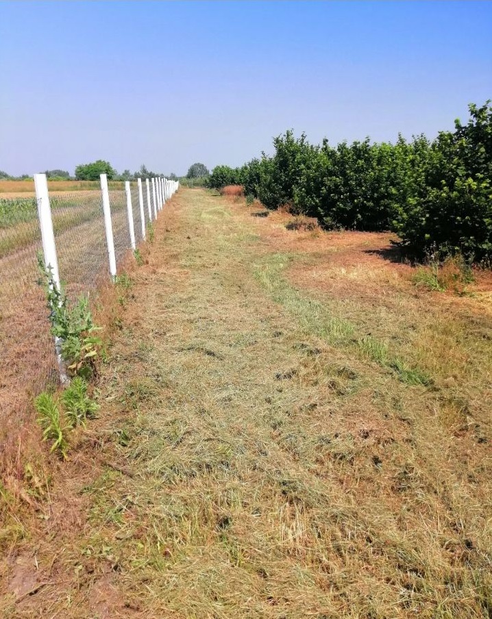 Prodajem zasad lesnika Subotica-Backi Vinogradi