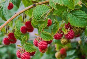 Potrebni beraci maline
