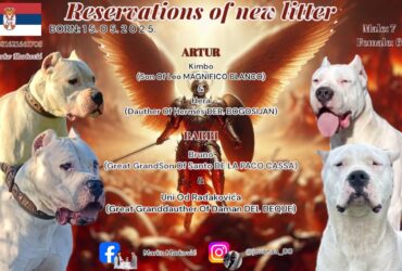 Dogo Argentino štenci