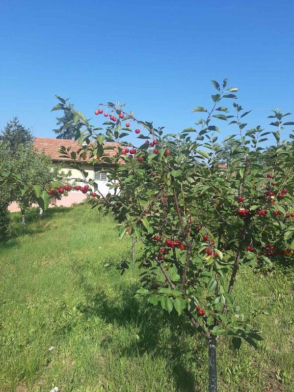 Brestovik-vikendica za renoviranje i vocnjak