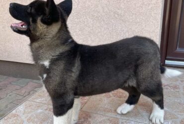Američka Akita