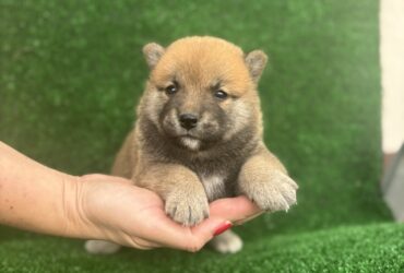 Shiba inu štenci