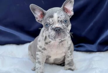 French Bulldogs for Sale.