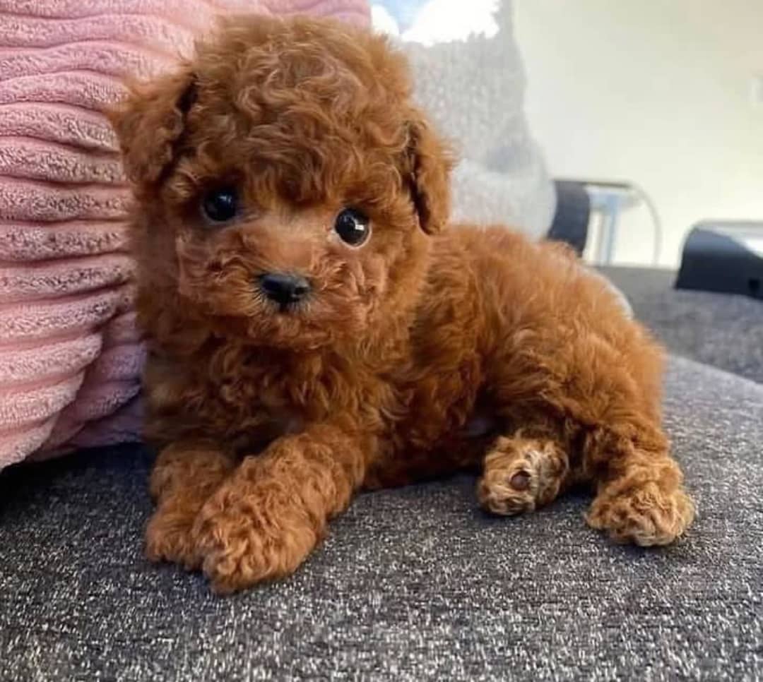 Beautiful toy poodle puppies for sale.