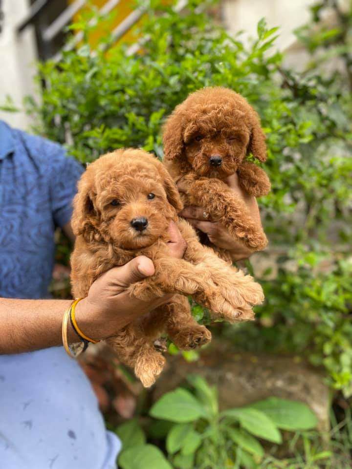 Beautiful toy poodle puppies for sale.