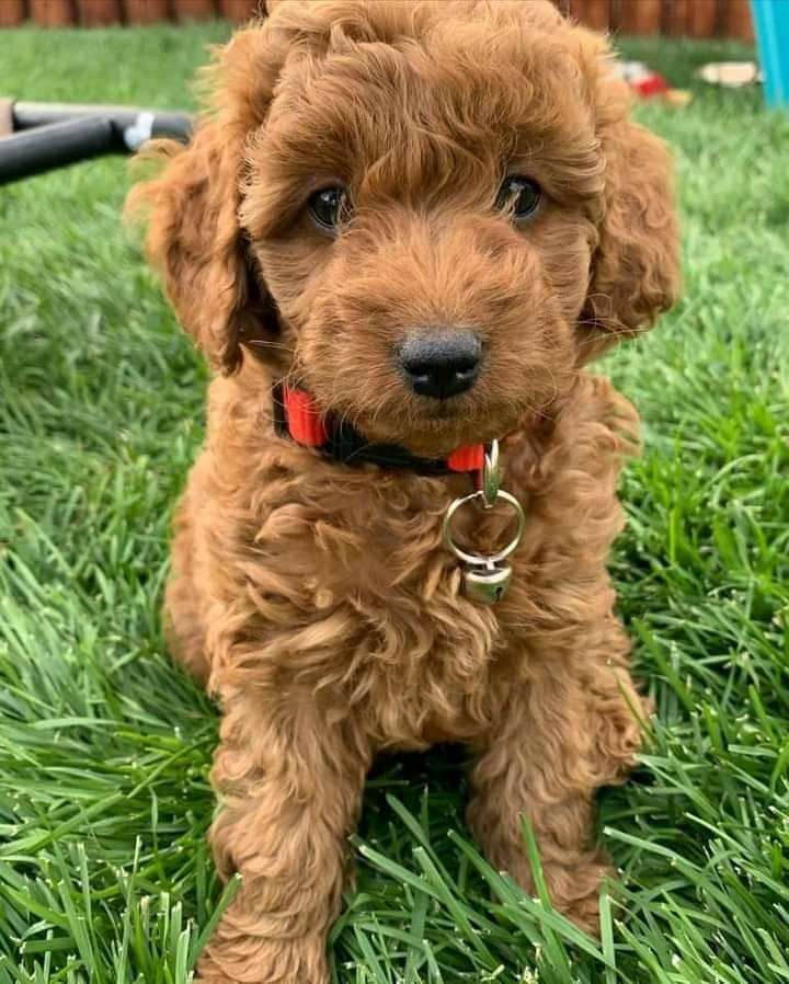 Beautiful toy poodle puppies for sale.