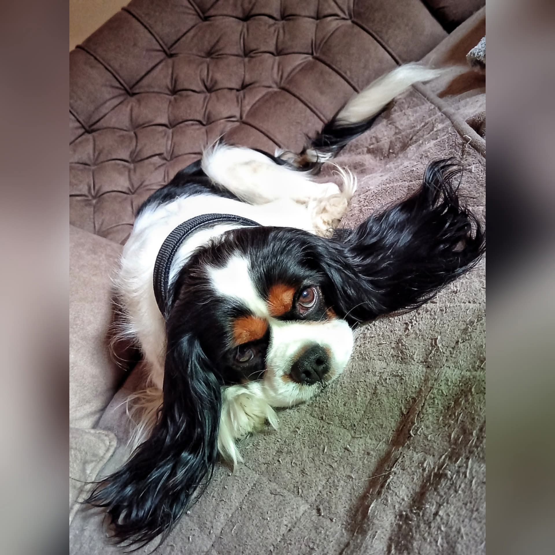 Cavalier king Čarls spreman za parenje
