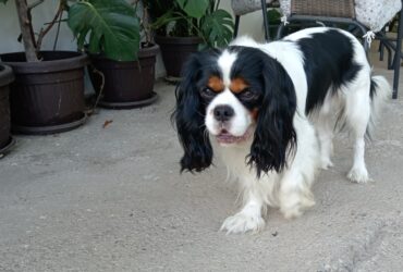 Cavalier king Čarls spreman za parenje