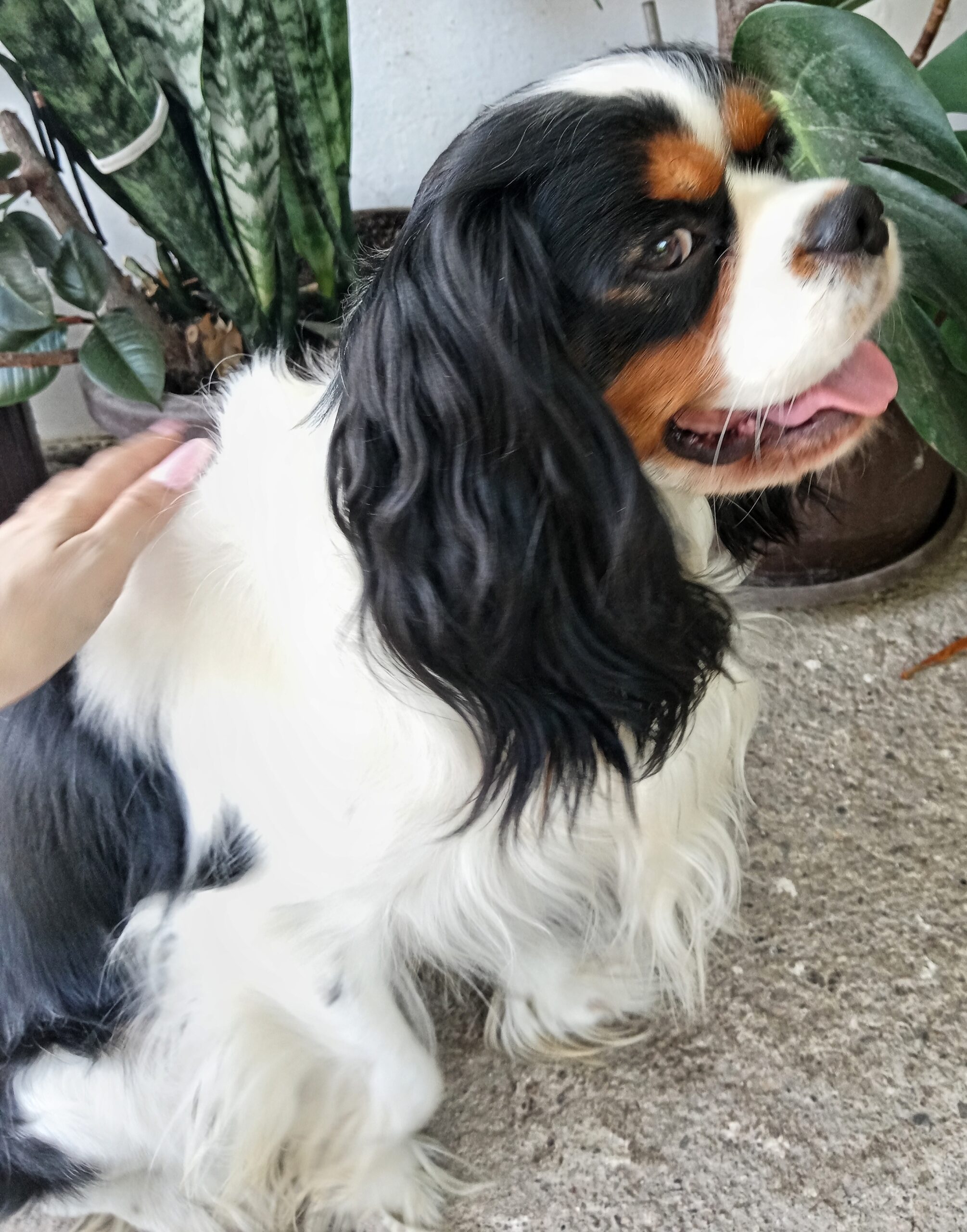 Cavalier king Čarls spreman za parenje