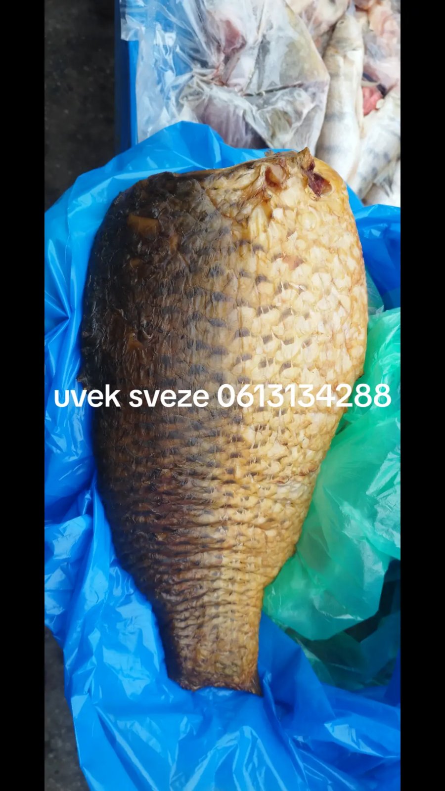 Prodajem svezu ribu