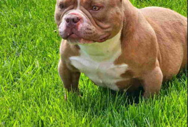American Bully pocket i egzotic u lilac i coko boji,