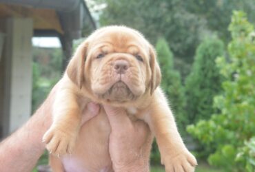 Bordoska Doga (Dogue de Bordeaux) prelepi stenci