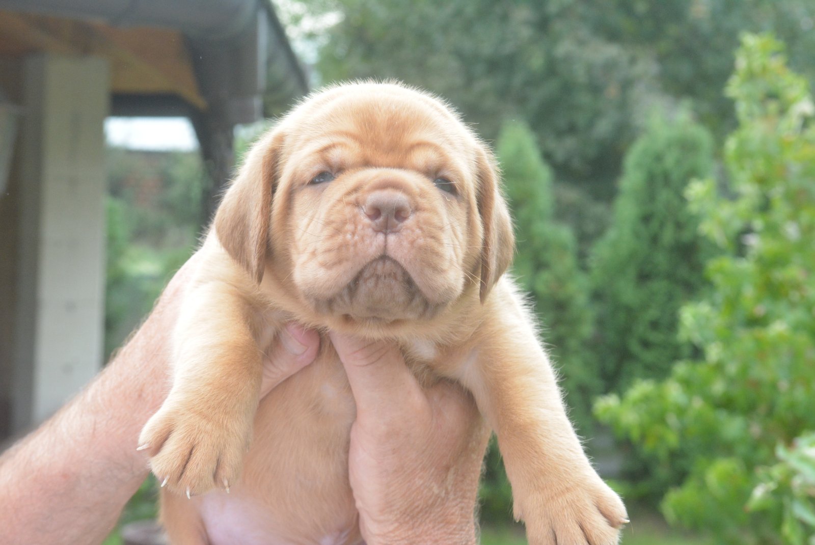 Bordoska Doga (Dogue de Bordeaux) prelepi stenci