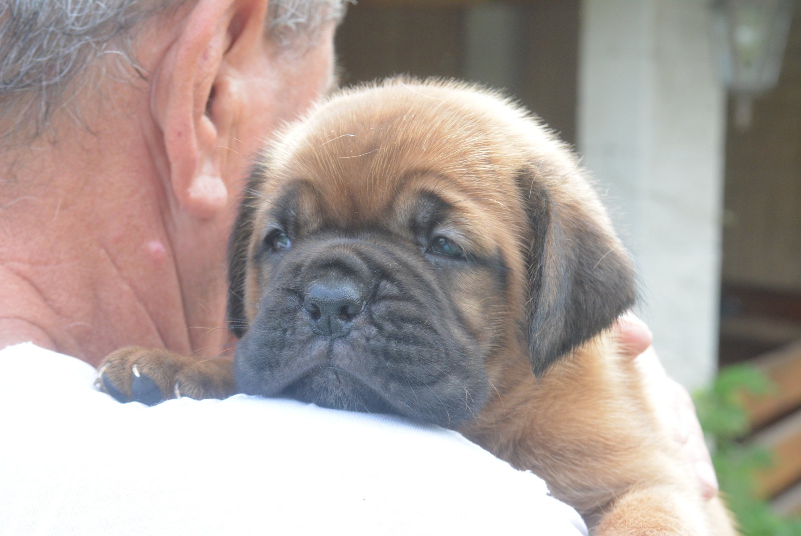 Bordoska Doga (Dogue de Bordeaux) prelepi stenci