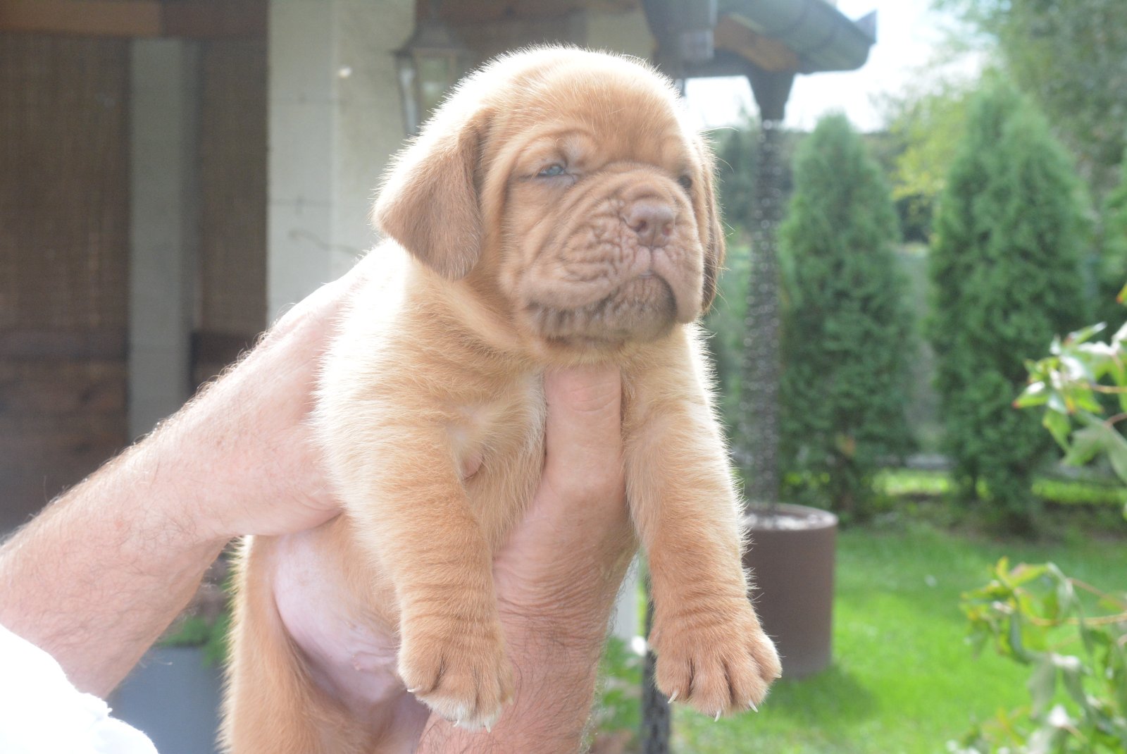 Bordoska Doga (Dogue de Bordeaux) prelepi stenci