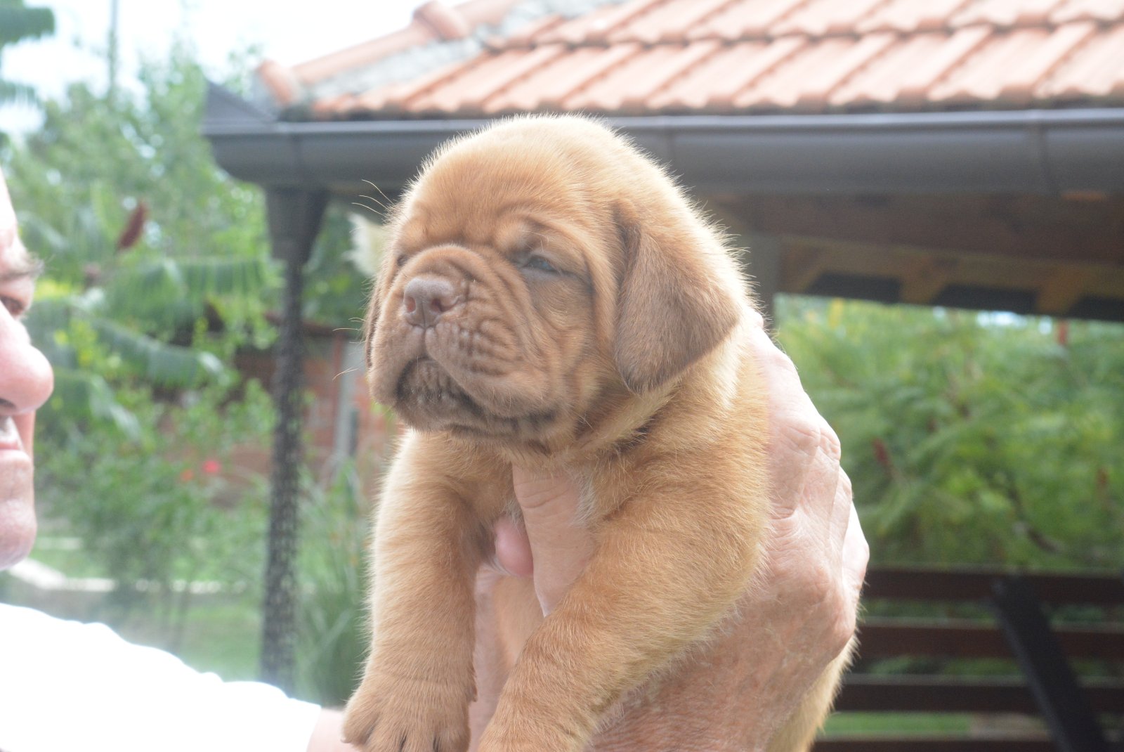 Bordoska Doga (Dogue de Bordeaux) prelepi stenci