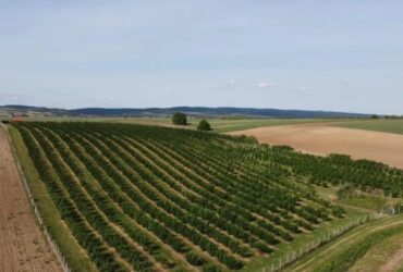 Plantaža lešnika-Sremska Mitrovica-Ležimir 378ari