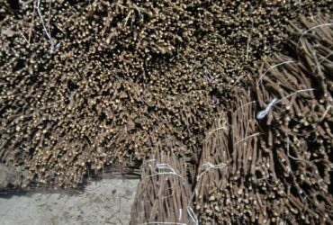 Isečena Loza 1 KLASE za Kalemljenje