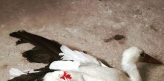 Traži se krivolovac: 10.000 dinara za informaciju ko je ranio rodu Roda koja je ranjena metkom vazdušne puške