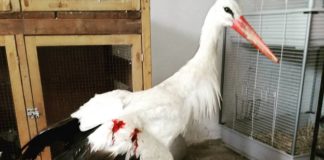 Pucali iz vazdušne puške i ranili rodu: Nikada više neće moći da poleti Ranjena roda