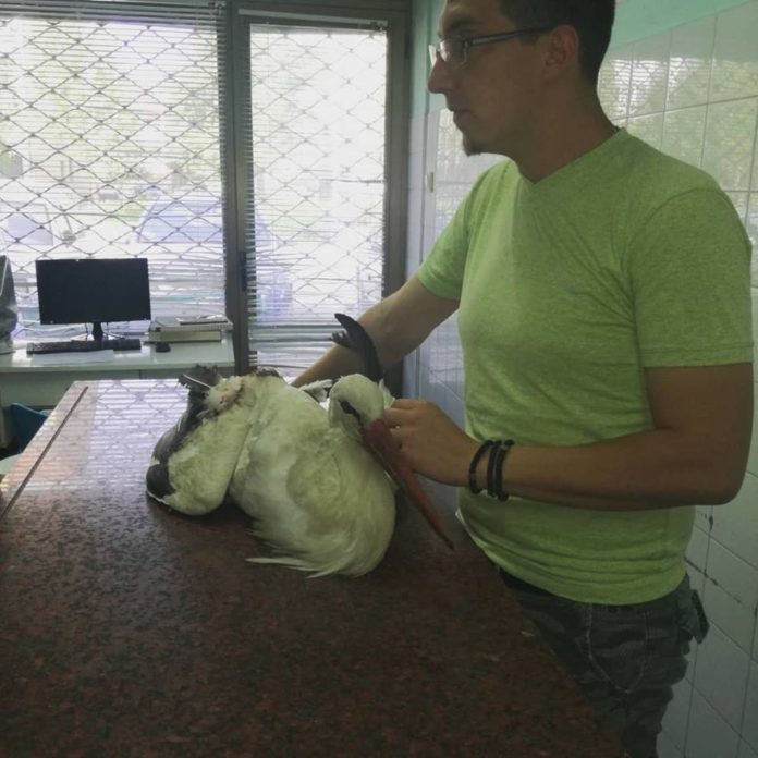 Roda u ZOO kutku