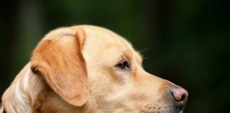 Novo vreme šetanje pasa tokom vanrednog stanja U Nišu napravljena prva personalizovana proteza za pse