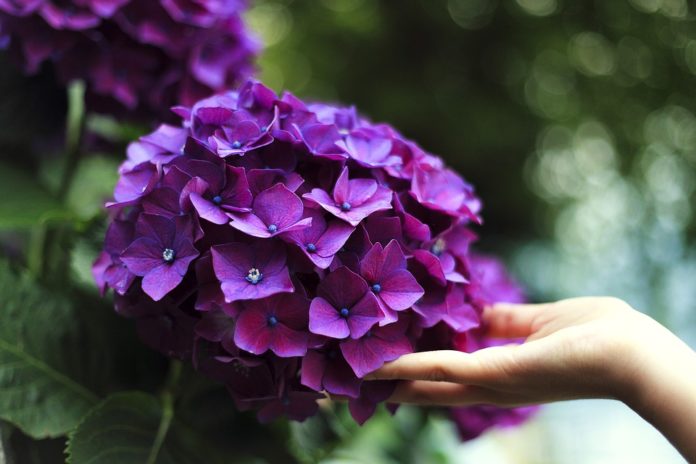 Besplatne radionice o gajenje cveća u plasteniku u Nišu