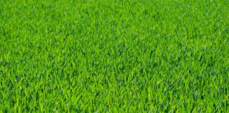 Javnim radovima do čistih površina na 14 lokacija u Nišu Počelo čišćenje 14 lokacija na GO Medijana