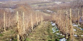 U Humu obred rezanja vinove loze povodom Sv. Trifuna U Humu obred rezanja vinove loze povodom Sv. Trifuna