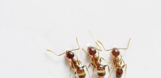 žuti mrav
