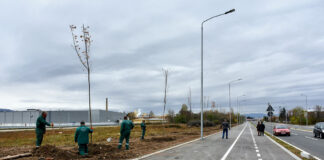 2000 sadnica za ozelenjavanje i ulepšavanje Niša 2000 novih sadnica