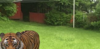 Zabavite se uz pomoć Googla- 3D životinje u vašem domu 3d zivotinje