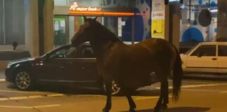 Konj u noćnom provodu: Zalutao u centar grada konj u noćnom provodu