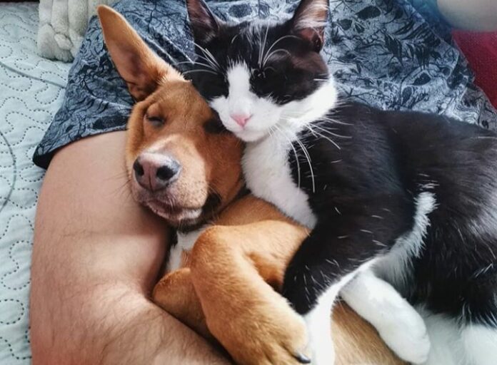 Prijateljstvo mačke i psa