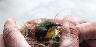 Svetski dan životinja posvećen pravima životinja i očuvanju životinjskog biodiverziteta. svetski dan životinja