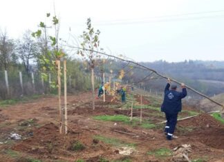 Sadnja vetrozaštitnog pojasa oko deponije „Bubanj“ i seča starog drveća u gradu sadnja vetrozaštitinog pojasa
