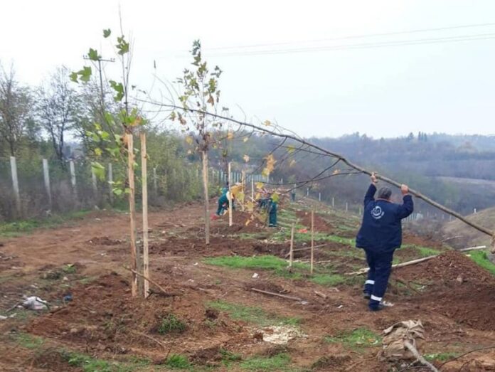 Foto: JKP sadnja vetrozaštitinog pojasa
