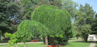 Đoletov park u OŠ „Branislav Nušić“: Počast svima koji su preminuli od koronavirusa đoletov park