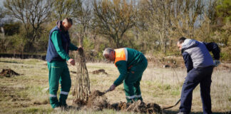 Sotirovski za sledeću nedelju najavljuje sadnju 90 kedrova na Bulevaru Nemanjića kedrovi sadnja bulevar sotirovski