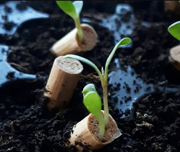 Bio Filter