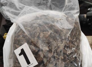 Više od pola kilograma marihuane pronađeno u stanu više od pola kilograma marihuane
