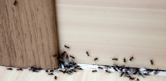 kako se rešiti mrava