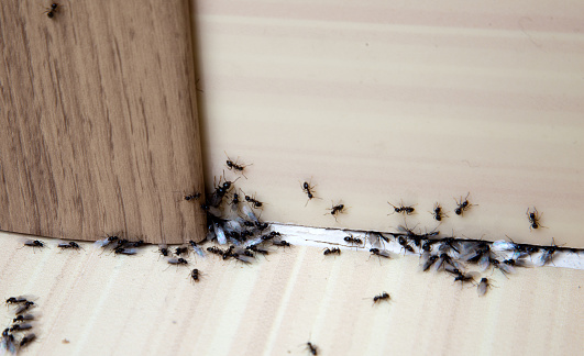 kako se rešiti mrava