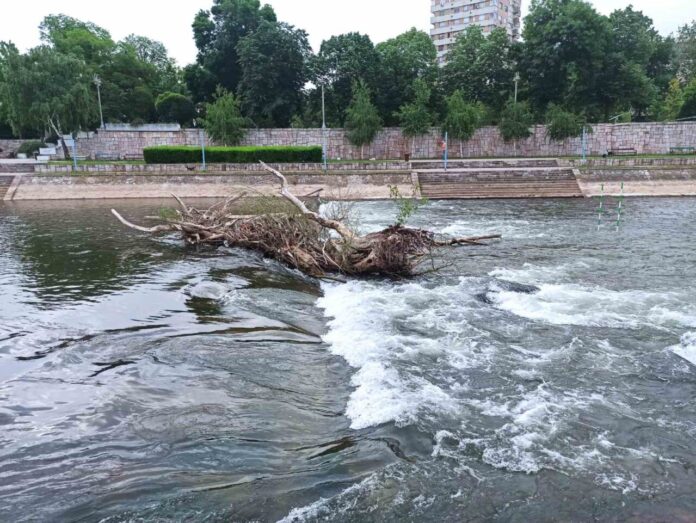 Foto: Grad Niš uklonjeno deblo