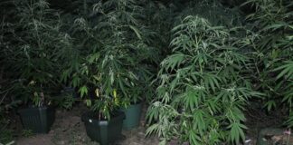 Uhapšeni dok su zalivali zasad kanabisa uhapšeni