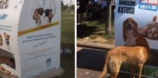 Niš uskoro dobija 4 aparata za reciklažu plastike koji izbacuju hranu za ulične životinje? aparata