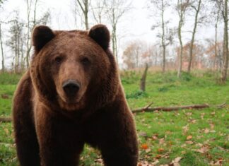 Na Tari otkriven najveći mrki medved mrki medved
