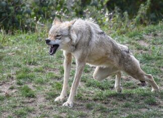 Golim rukama ubio vuka, spasio stado od 100 koza pa se sam odvezao u selo po pomoć ubio vuka